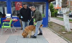 Biga'da kedi ve köpekler kuduza karşı aşılanıyor