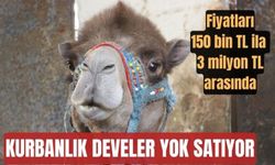 Otomobil fiyatına kurbanlık develer 'yok' satıyor