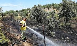 Çanakkale'de, 6 dönüm makilik yandı