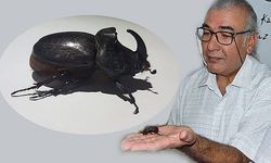 Gergedan böceği heyecan yarattı (VİDEO)