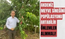 Akdeniz meyve sineğinin popülasyonu artabilir, önlemler alınmalı