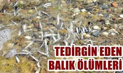 Kum Adası’nda tedirgin eden balık ölümleri (VİDEO)