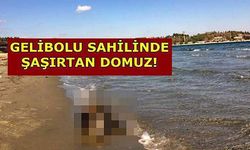 Gelibolu sahilinde şaşırtıcı domuz!