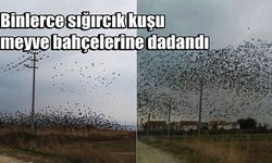 Binlerce sığırcık kuşu meyve bahçelerine dadandı (VİDEO)