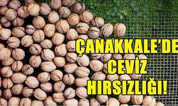 200 kilogram ceviz çalındı! 