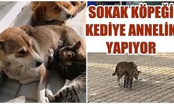 Sokak köpeği kediye annelik yapıyor 