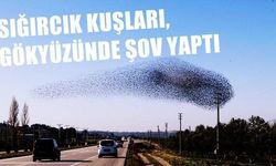 Çanakkale'de sığırcık kuşlar, gökyüzünde şov yaptı (VİDEO)