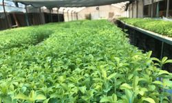 Stevia bitkisi, başta Amerika Birleşik Devletleri başta olmak üzere ihraç edilmeye başlandı
