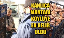 Kazdağları'ndaki kanlıca mantarı köylüye ek gelir oldu (VİDEO)
