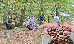 Kestaneyi Kazdağlarından topluyorlar