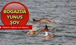 Çanakkale Boğazı’nda yunus şöleni (VİDEO)