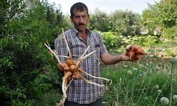 Çanakkale’de hasadı yapılan soğanlar görüntüsüyle şaşırttı (VİDEO)