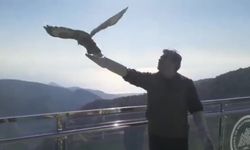 Tedavi edilen Kızıl Şahin, Kazdağları’na salıverildi