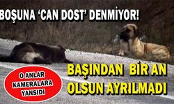 Ölen dostunun başında bekledi! (VİDEO)