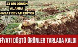 Fiyatı düştü ürünler tarlada kaldı