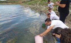 Tekirdağ’da göletlere yarım milyon sazan salındı