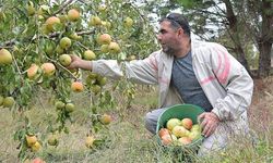 'Yetişmez' denilen yerde 40 ton deveci armudu üretti