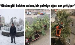 'Gözüm gibi baktım onlara, bir palmiye ağacı zor yetişiyor'