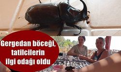 Kampta görülen Gergedan böceği, tatilcilerin ilgi odağı oldu