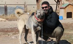 Uzmanı gerçek kangal köpeklerinin özelliklerini anlattı (VİDEO)