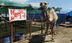 Çanakkale'den gitti, 15 bin liraya satılıyor