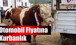 Otomobil fiyatına kurbanlık