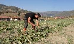 Çanakkale'den mezun oldu, hayali fabrika kurmak (VİDEO)