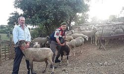 Çanakkale'den çalınan koyunlar Balıkesir'de bulundu (VİDEO)