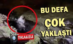 Su samuru Çanakkale’de kıyılarında! (VİDEO)