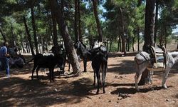 Bayramiç Panayırı'nda at ve eşekler satışa çıktı