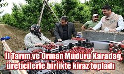 İl Tarım ve Orman Müdürü Karadağ, üreticilerle birlikte kiraz topladı