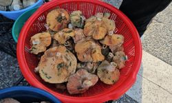 Kırmızı melki sezonu başladı! Bakın kaç liradan satışa çıktı?