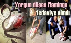 Yorgun düşen flamingo tedaviye alındı