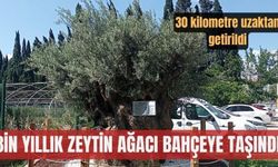 30 kilometre uzaktan taşınan bin yıllık zeytin ağacının bakımı özenle yapılıyor