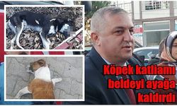 Köpek katliamı beldeyi ayağa kaldırdı