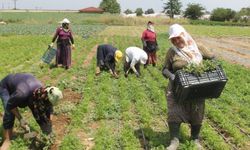 Ev hanımları tarlalarda rızıklarını çıkarıyor