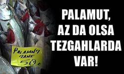 Palamut, tezgahlarda az da olsa var!