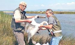 Köylülerin bulduğu kuğu doğal hayatına bırakıldı
