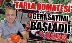 Tarla domatesi için geri sayım başladı!