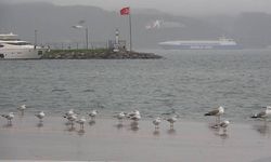 Çanakkale'de kısıtlamada kordon boyu, martılara kaldı (VİDEO)