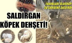 Bozcaada'da Kangal kırması köpek tavukları öldürüp, ev sahibine saldırdı