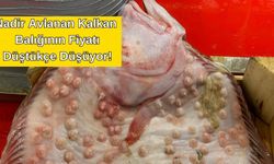 Çanakkale’de kalkan balığının fiyatı şaşırttı