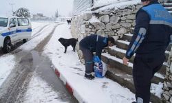 Geyikli Belediyesi sokak hayvanlarını unutmadı