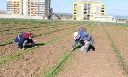 Kışlık sebze üretimine de başladı