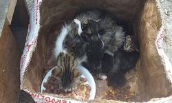 Kedi ve yavruları, ağzı telle bağlı kolide ölüme terk edildi (VİDEO)