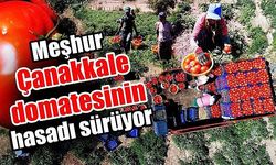 Meşhur Çanakkale domatesinin hasadı sürüyor