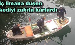 İç limana düşen kediyi zabıta kurtardı