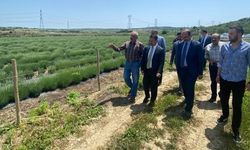 Kavakköy Beldesi’nde Lavanta Bahçesinde İnceleme