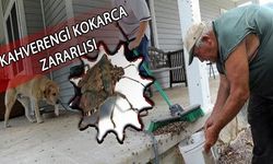 Kahverengi kokarca uyarısı!