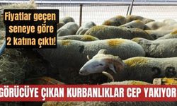 Çanakkale'de kurbanlıklar görücüye çıktı